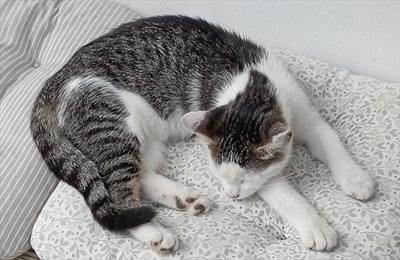 Mimi
