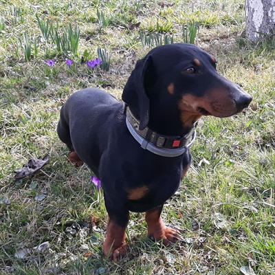 Miško