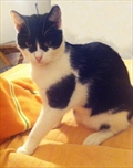 Mišo
