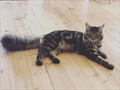 Muki