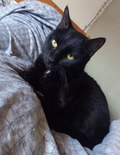 Nera 