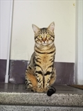 NICK