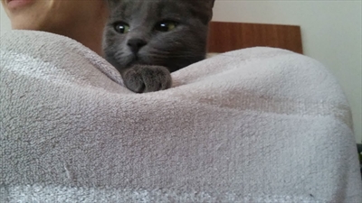 Ninja