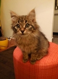 Lili
