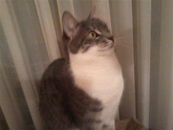 Megi