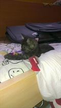 Mishka