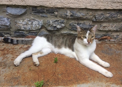 Mićo
