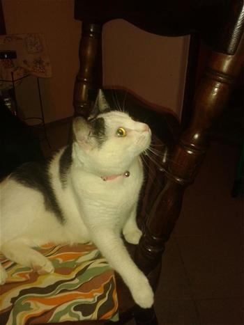 Tara