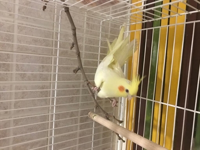 Pajo (Paško, Pajkan, Pajdo)