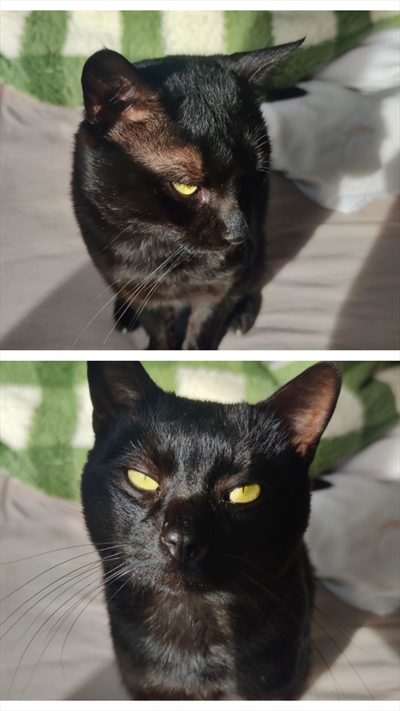 Kmica