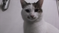 Bijela