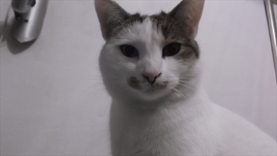 Bijela