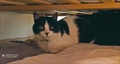 PIPA