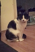 Pipa