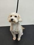 PUFI