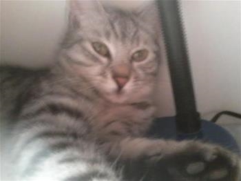 Mimi
