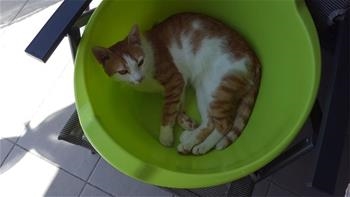 Špiro