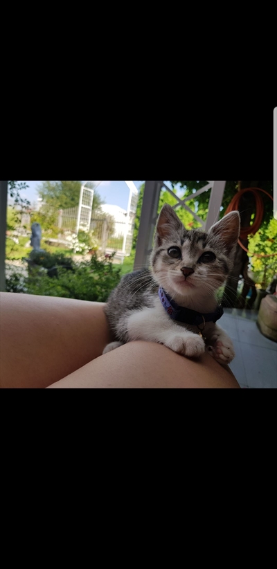 Lily