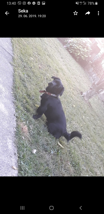 Loki