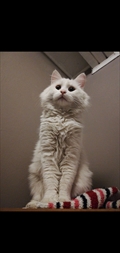 Mici