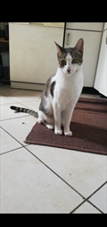 Kimi