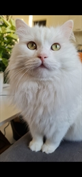 Ogi