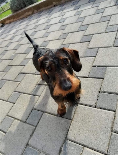 Luca (Lucky)