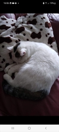 Micy