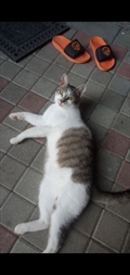 Miki