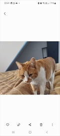Bubi