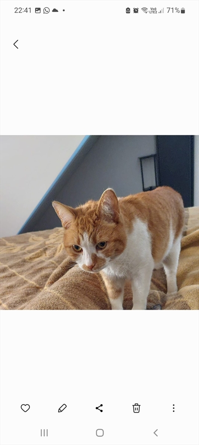 Bubi