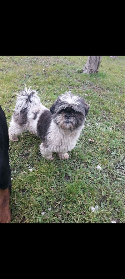 Roki