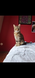 Gita