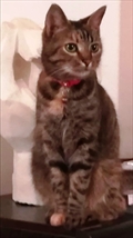 TIGRIS