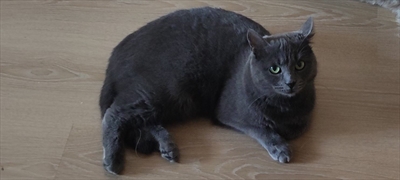 Tonkica