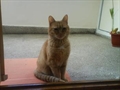 Mao