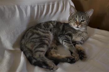 MICI