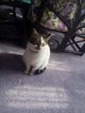 Molly