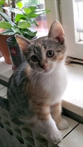 Mili