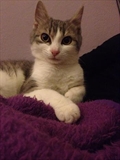 Tigy