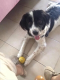 Domino
