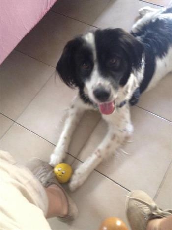 Domino