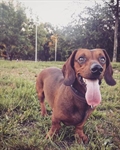 Zazu