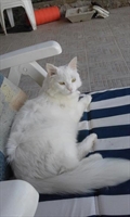 Dudu