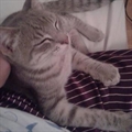 Rafi