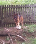 Bobi
