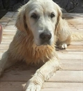 Lola