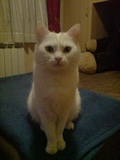 Maša