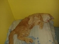 mićo