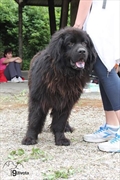 Capy